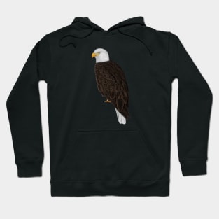 Bald Eagle Bird Watching Birding Ornithologist Gift Hoodie